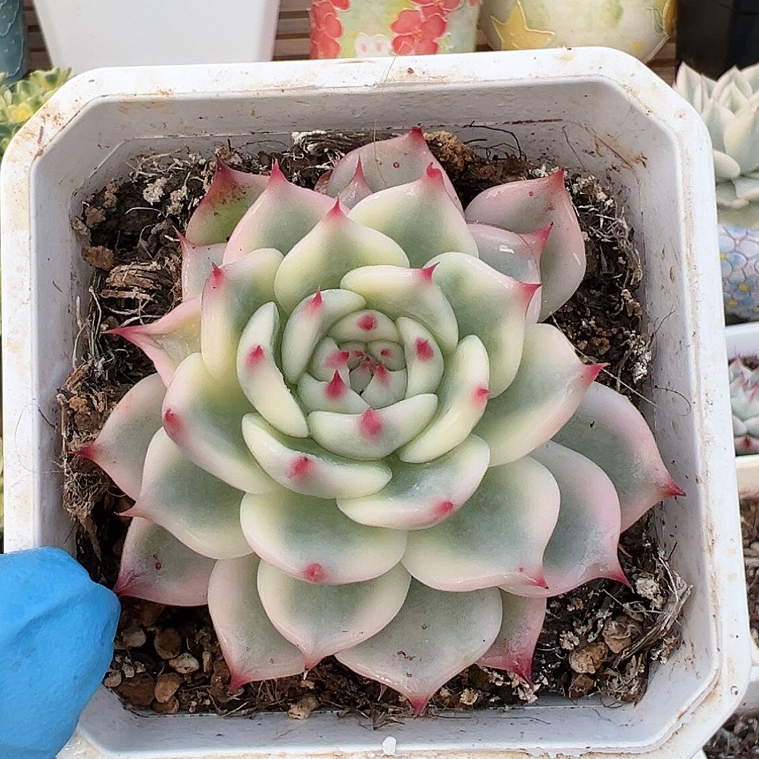 吉娃娃锦，多肉植物