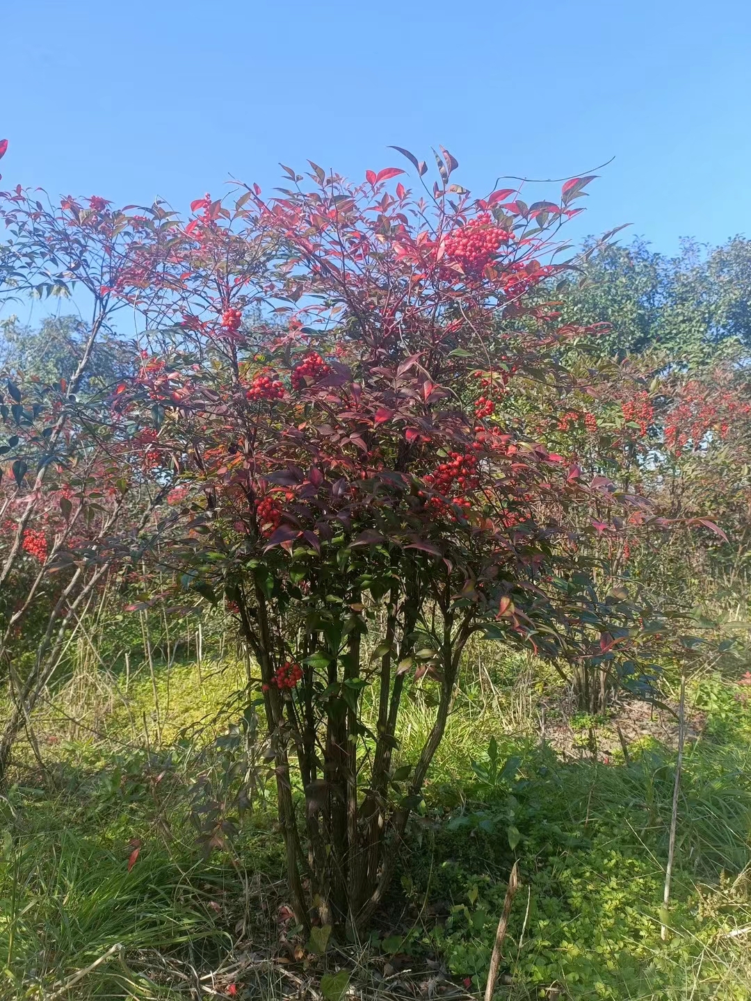 红叶南天竹耐热耐寒庭院造景室内室外