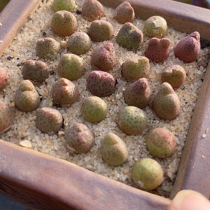 单头斑马955d一颗     