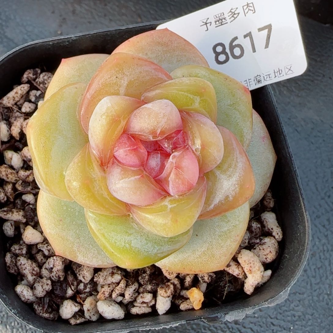 月白珍妮，8617多肉
