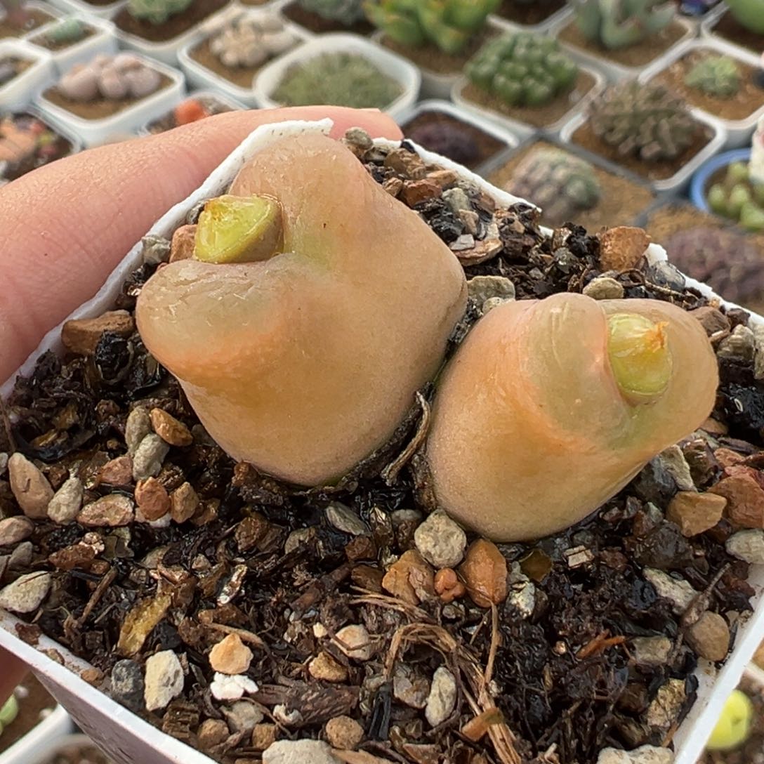 175多肉植物种类多样