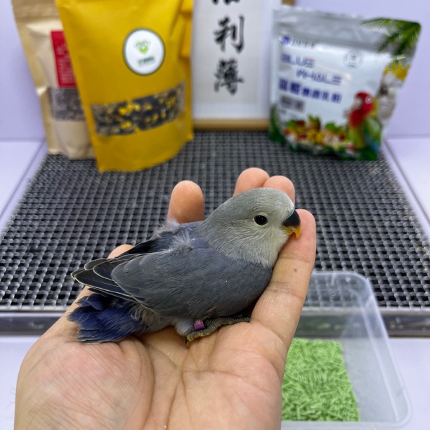 牡丹鹦鹉-高纯紫罗兰公X9166