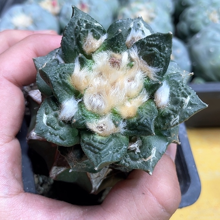 仙人球苗接龙角怒6.7公分15