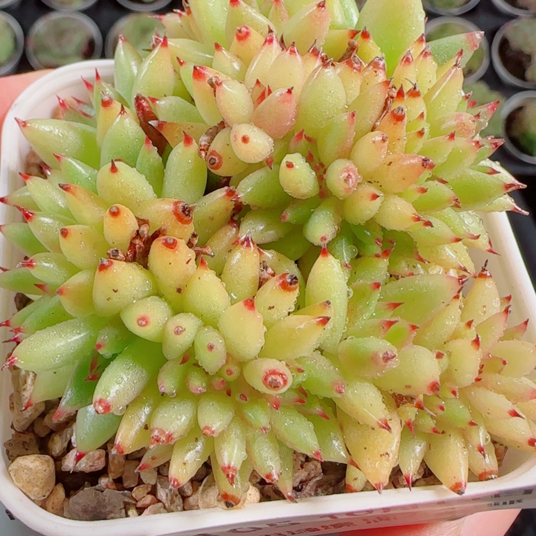 花语逸镜1014-105虎鲸缀化