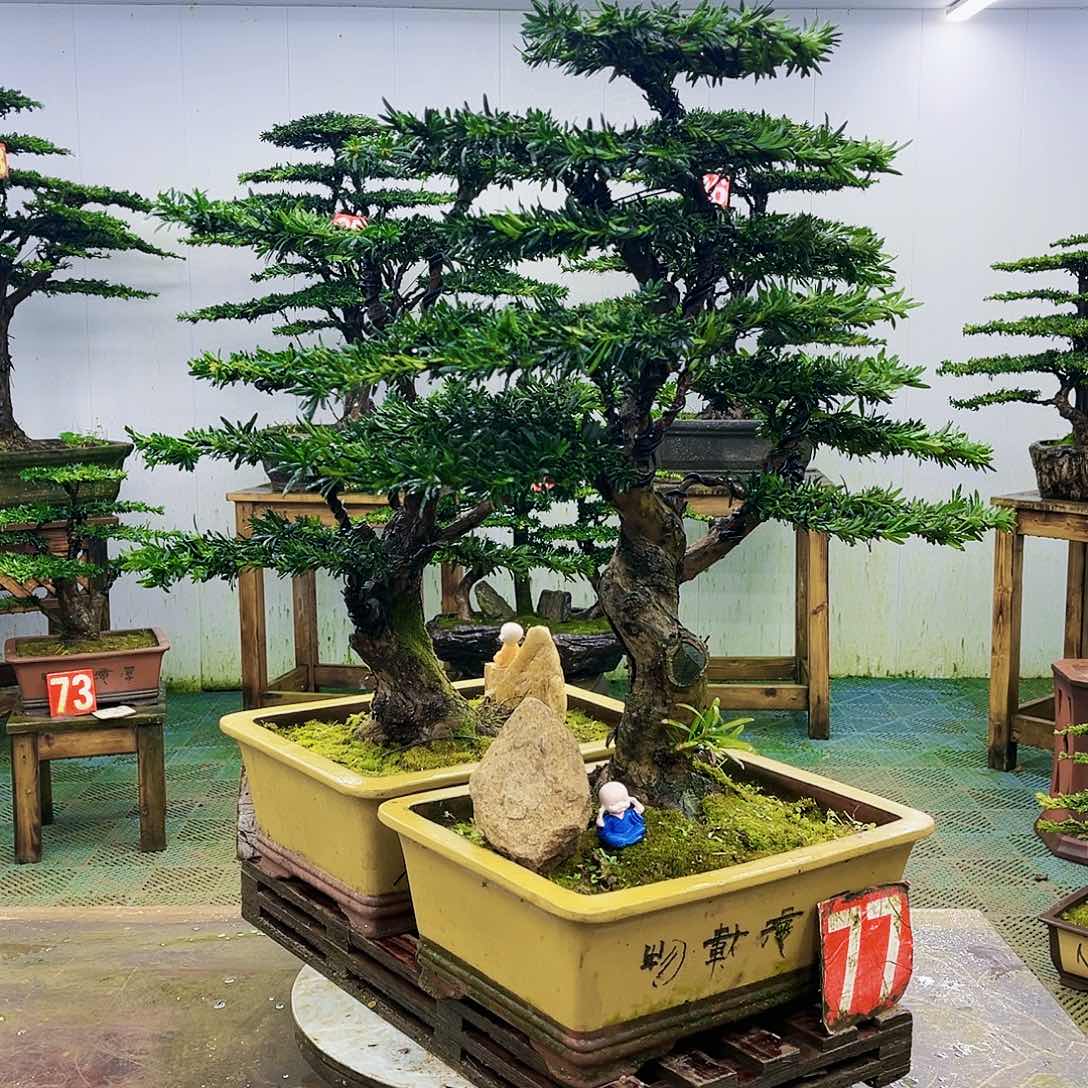 完全开放罗汉松盆景艺术