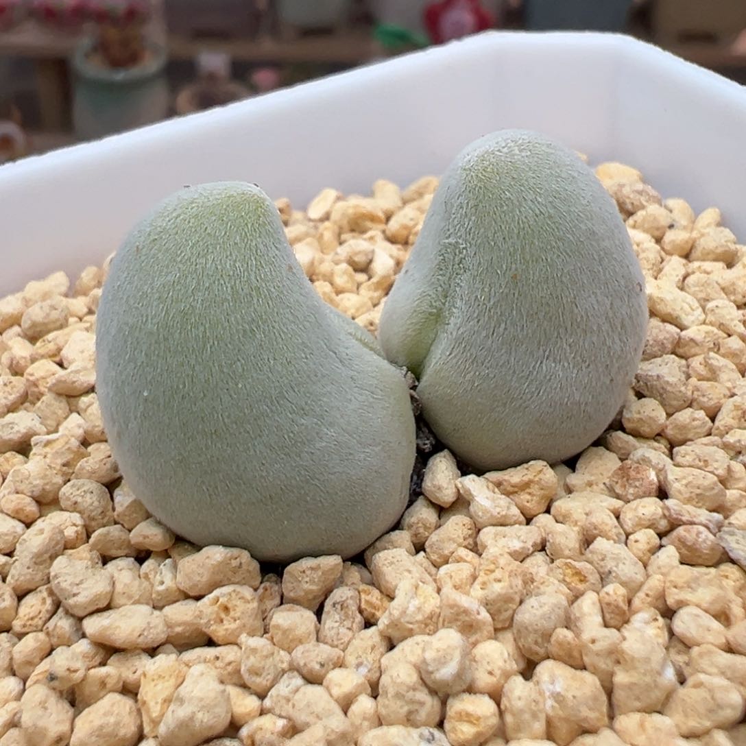 多肉植物77号双头宝辉玉