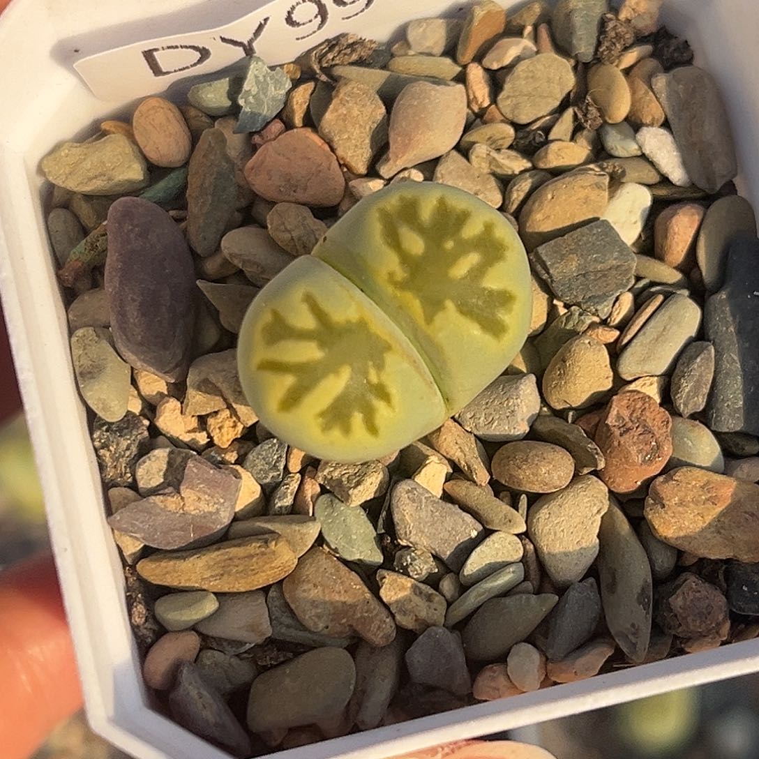 一物一拍绿菊9908