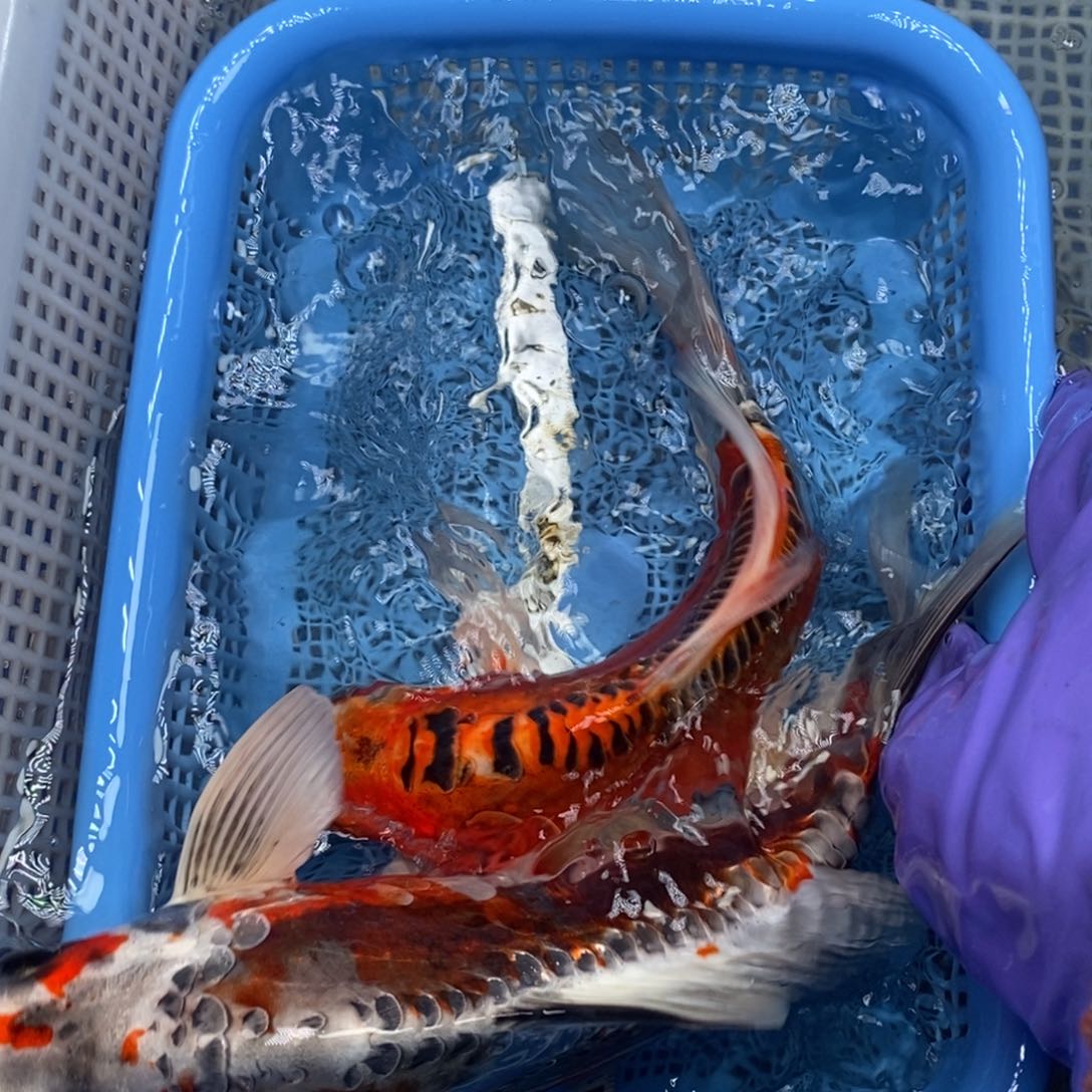 锦鲤冷水锦鲤包邮