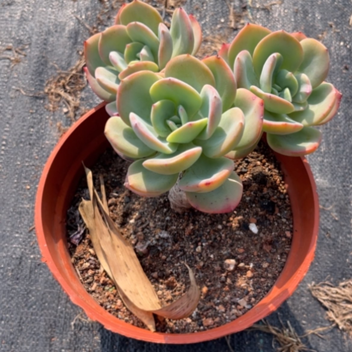 【闪购商品】曾****表白凤