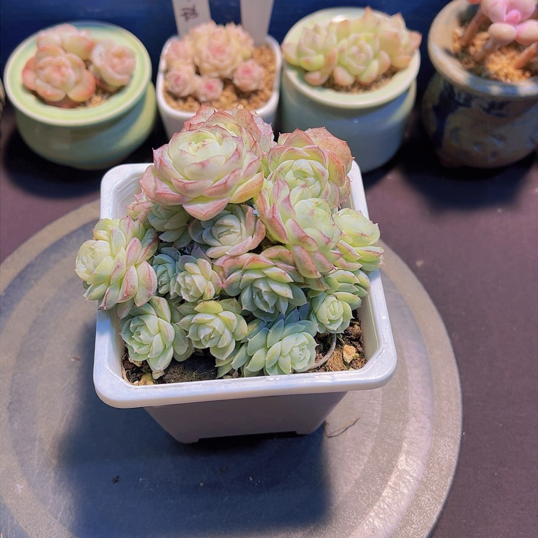 ?***?月影珍妮，多肉植物，