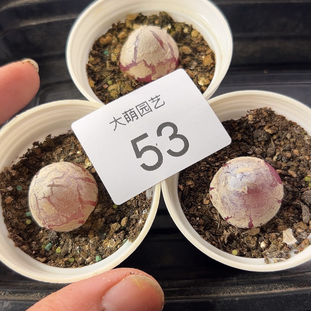 一物一拍。 3颗带盆土发。53