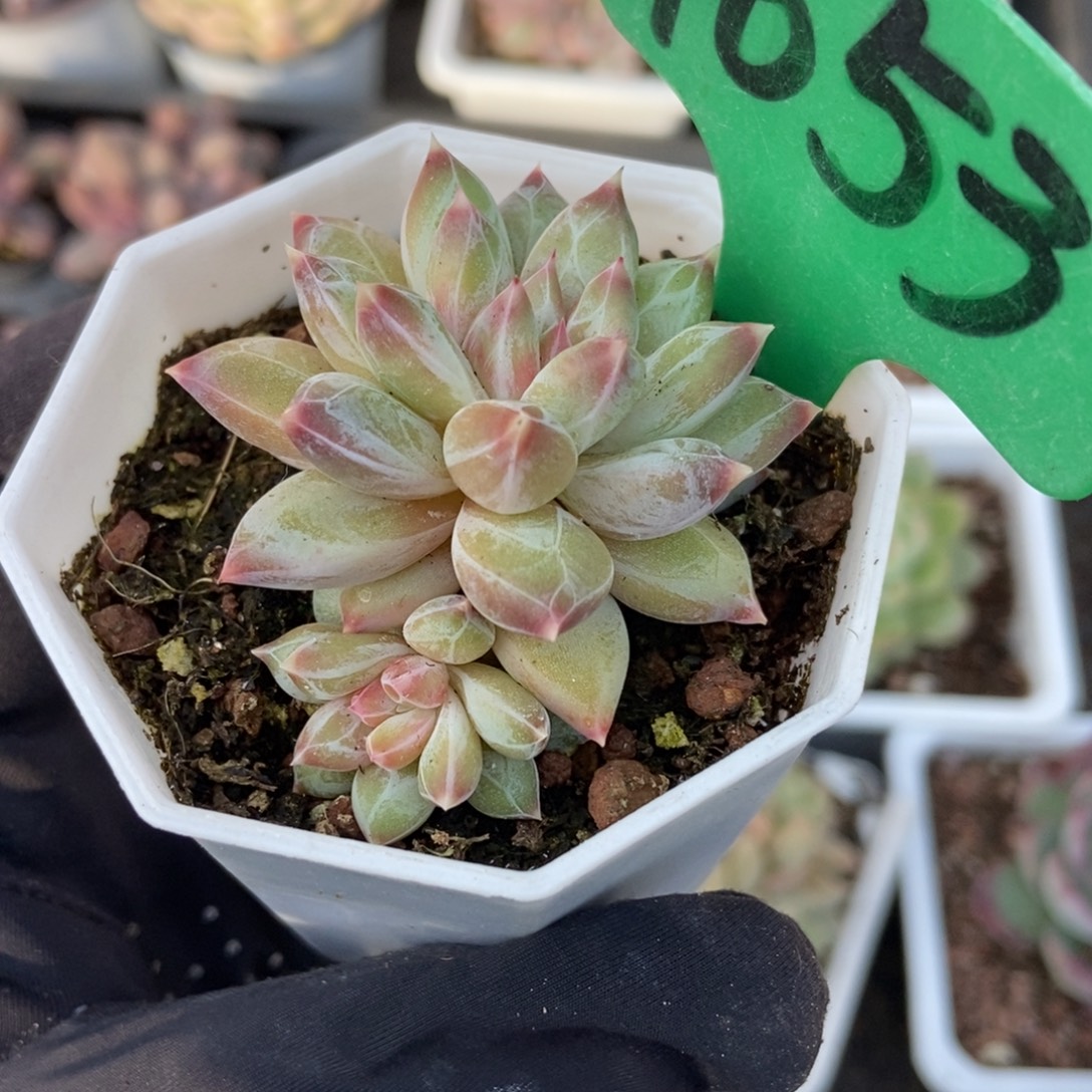 1653伊丽莎白多肉植物