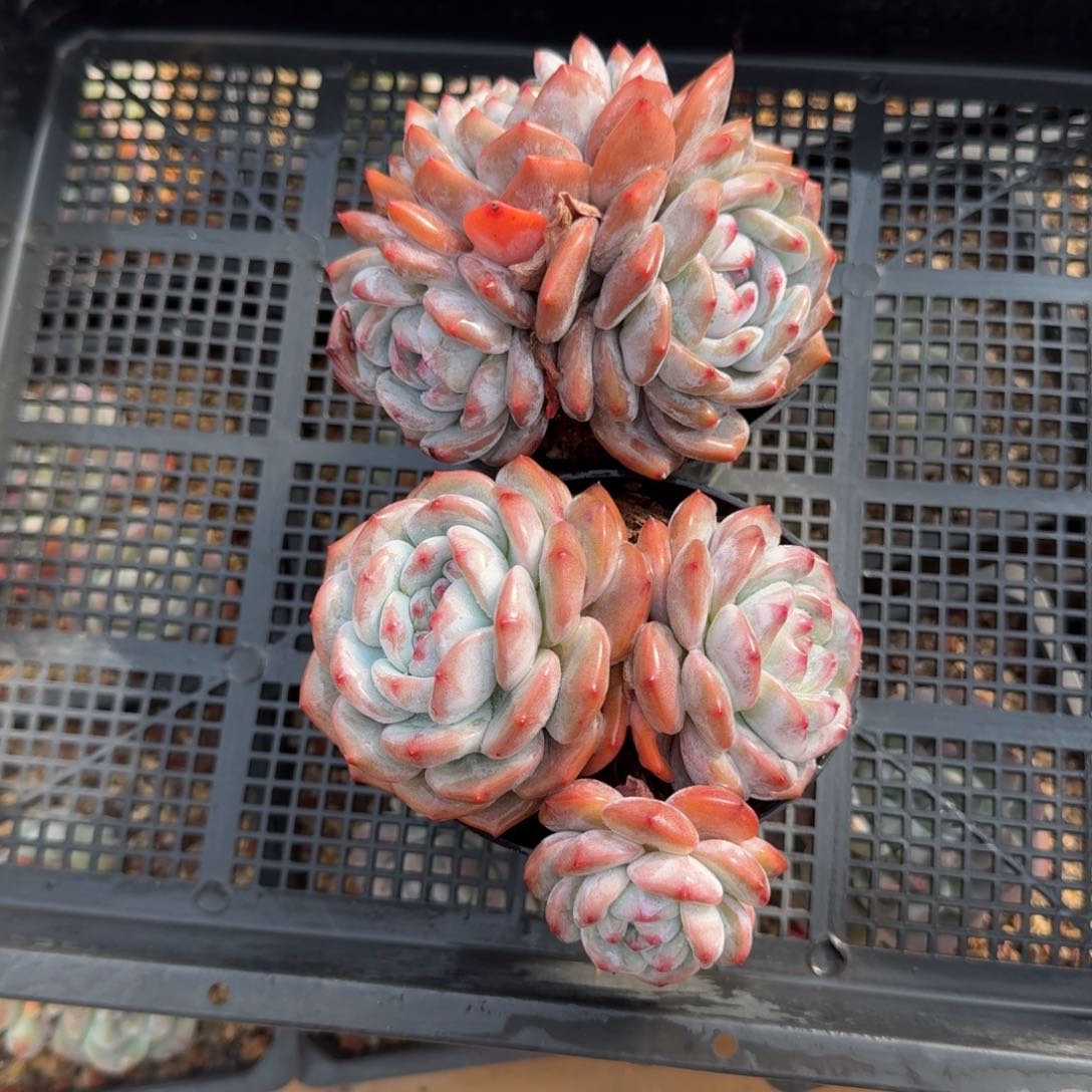 2颗一起一物一拍的