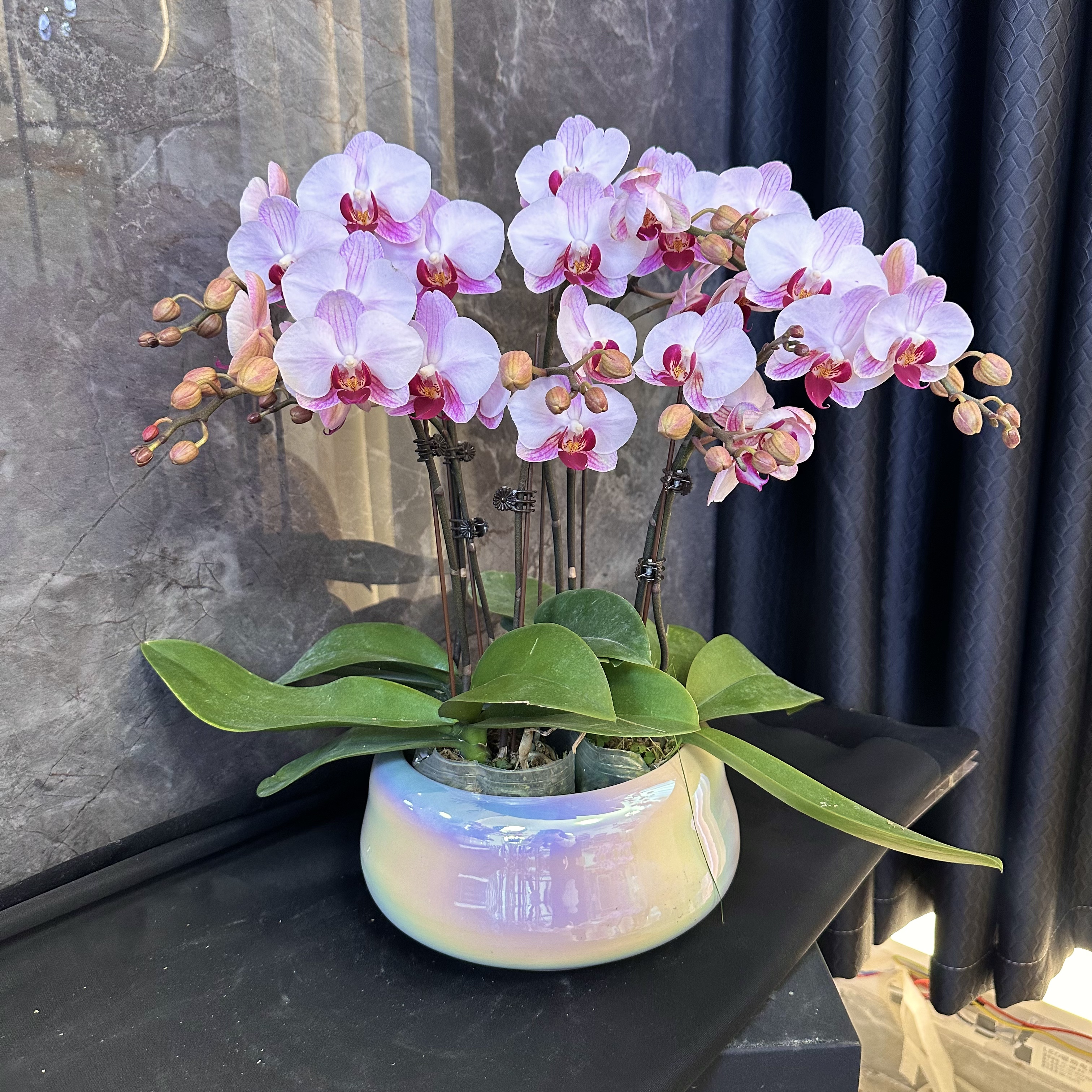 【粉钻-蝴蝶兰】 懒人种植 禅意 轻奢 易养花期长