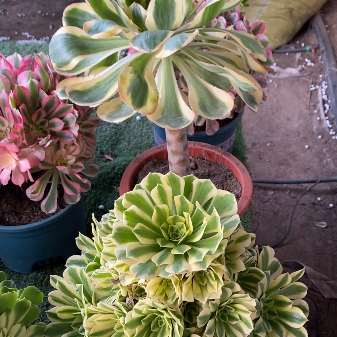 一***鱼不开花植物152号燕姿➕金丝翡翠1颗