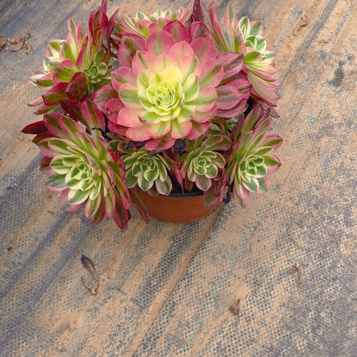 742海王法师多肉断枝不售后