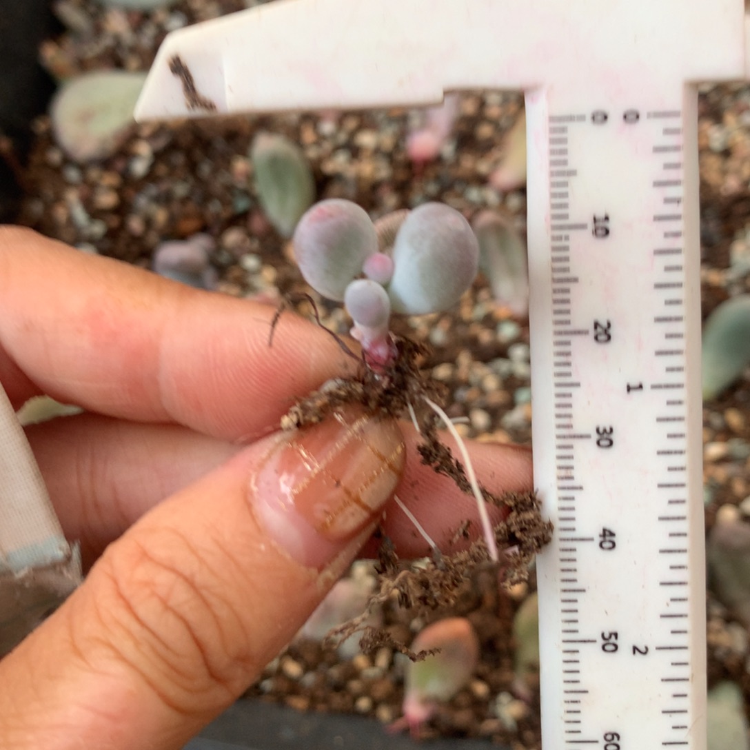 米可奶 精品韩国奶酪多肉