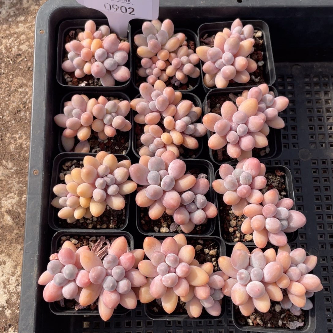 不包整散 盆子不售后0902