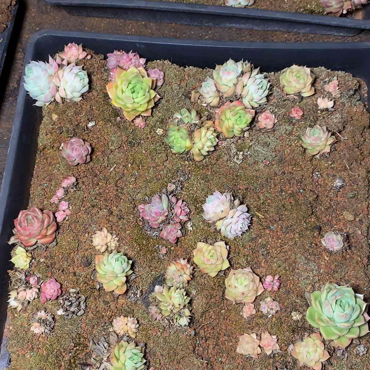 【闪购商品】云964