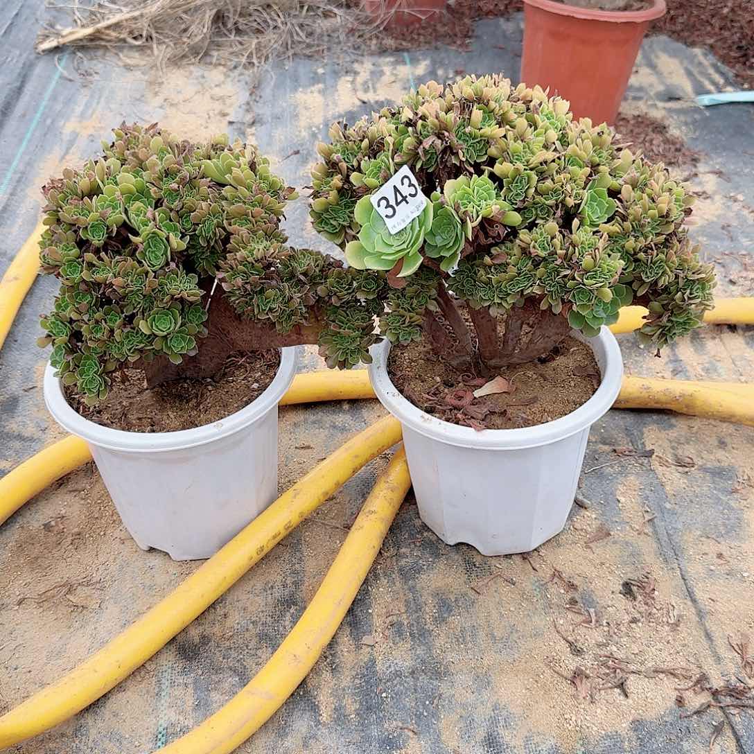 343玫瑰朵朵共2颗呀呀