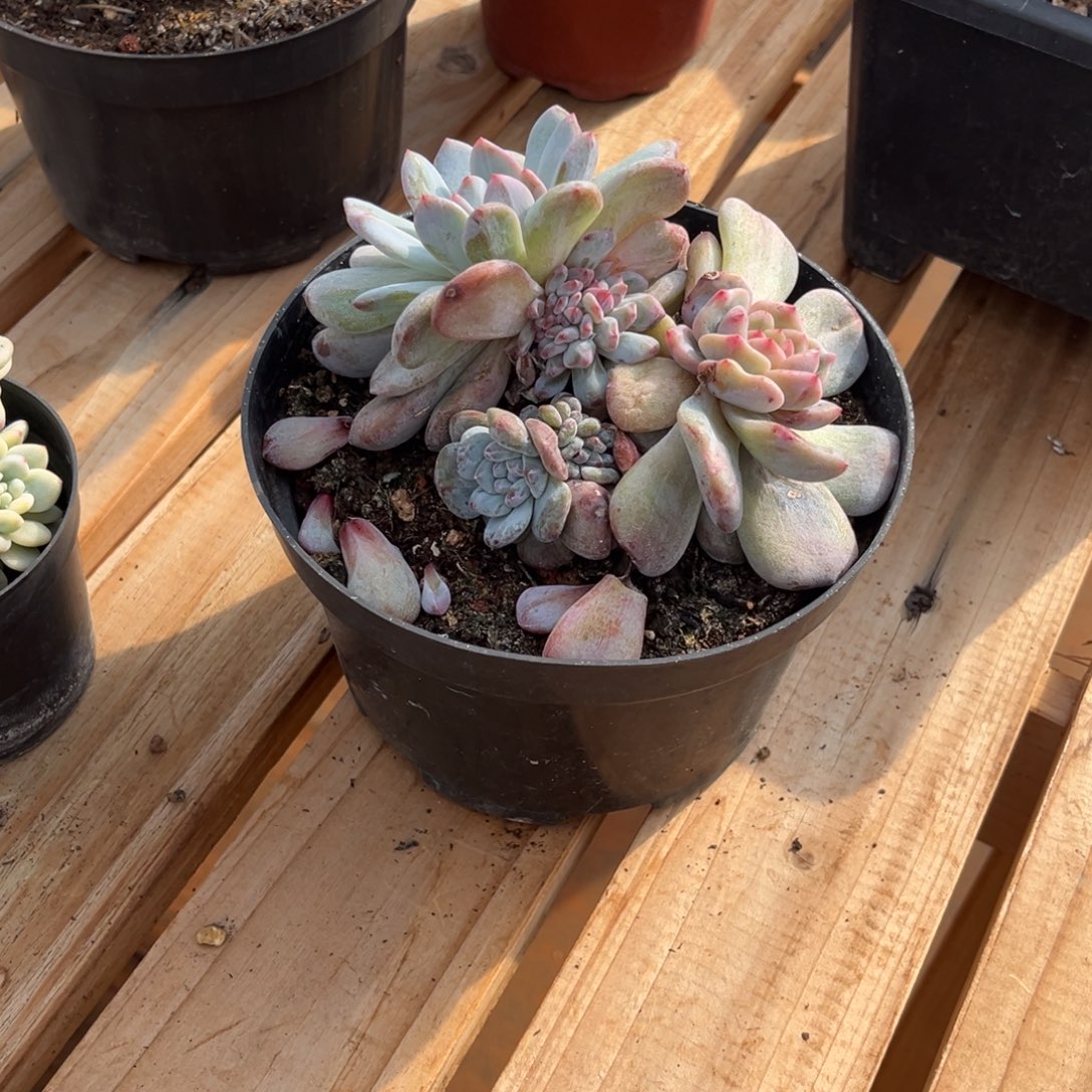 三****三千大哥专拍石化福利