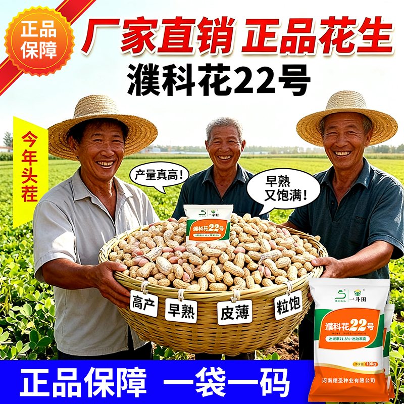 濮科花22号高产花生种子批发厂家直销 薄皮品种出米率高抗旱耐涝商品图