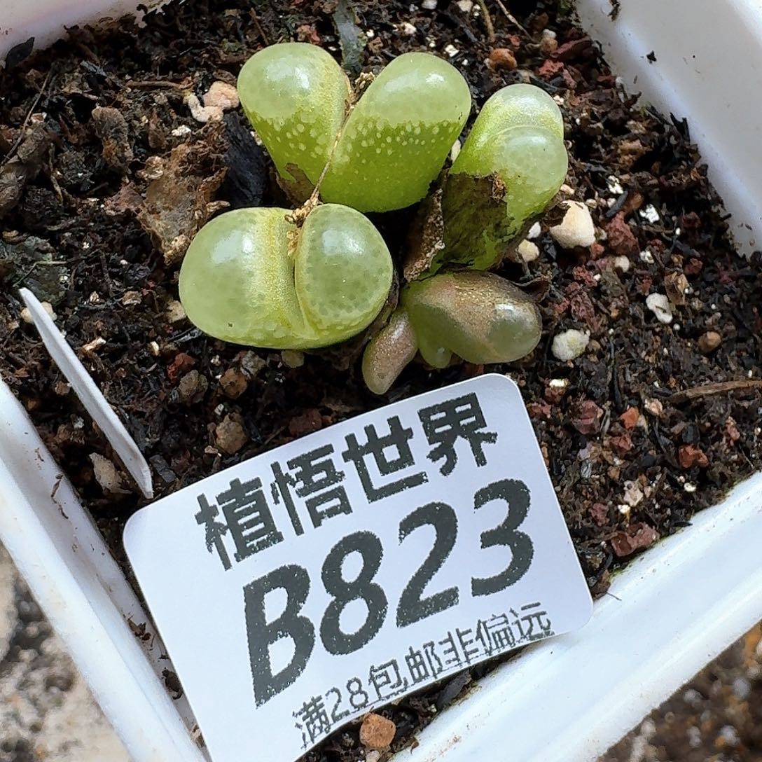 多肉植物的润泽fgh