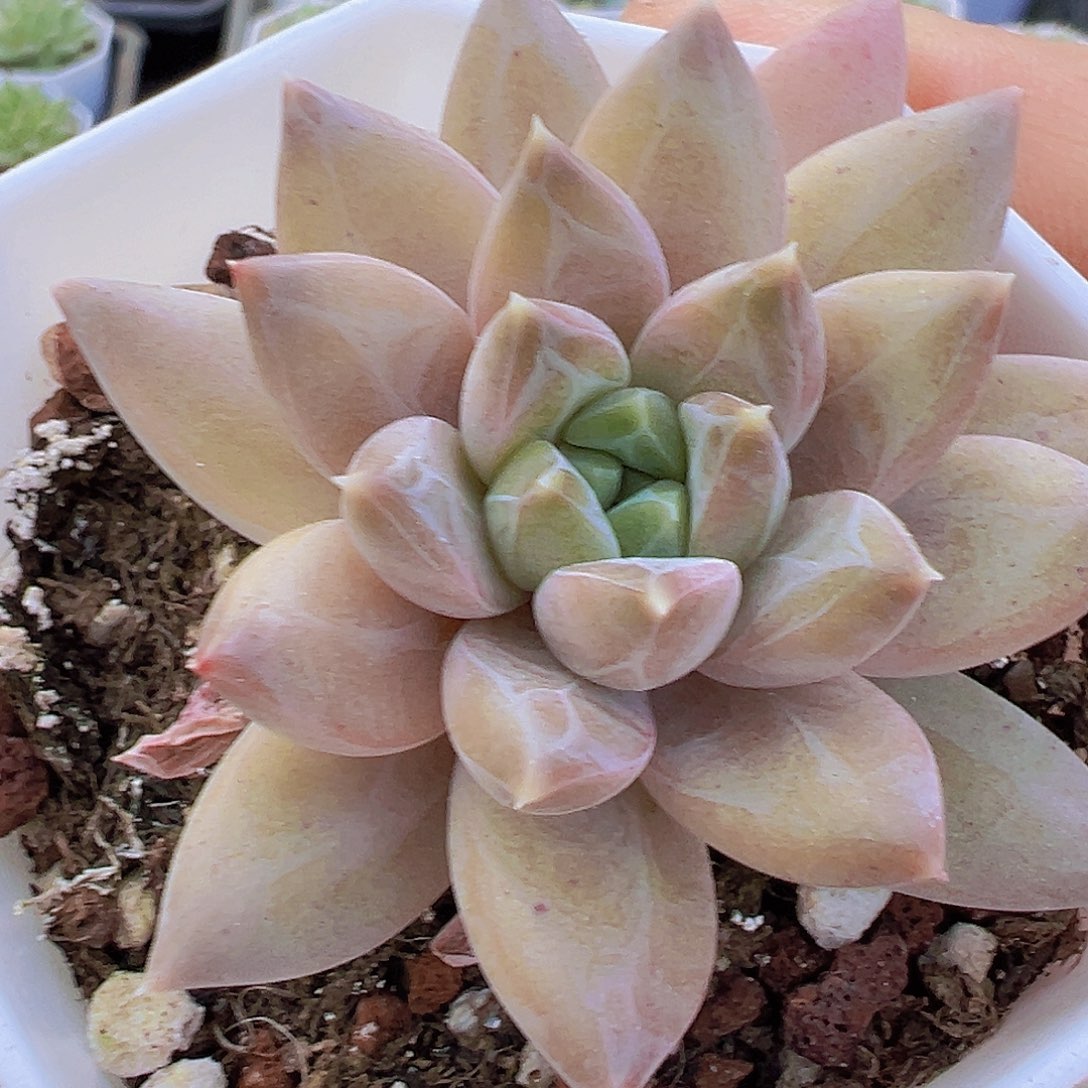 单头伊卡鲁斯19包邮