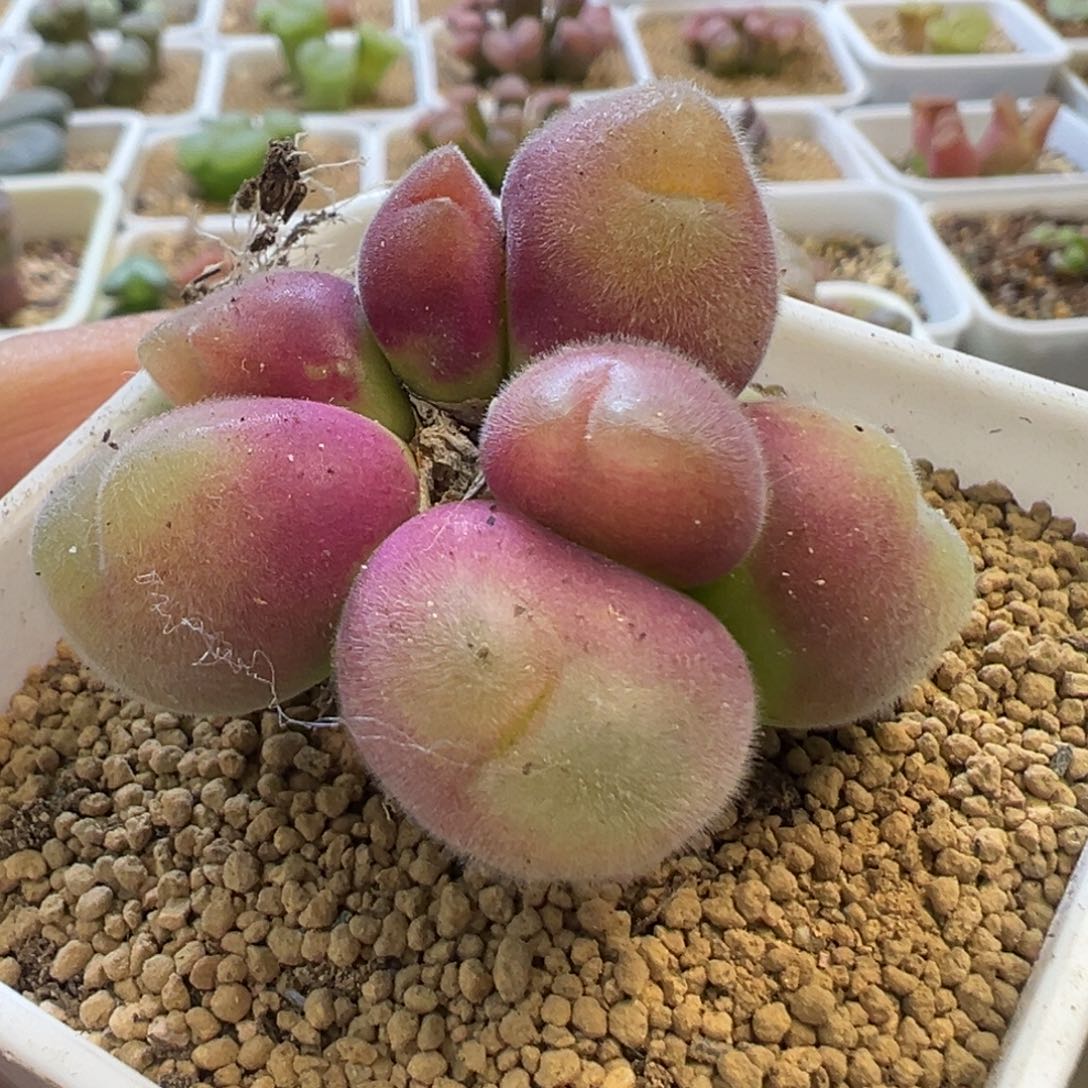 棒棒糖 毛翠滴 肉锥植物