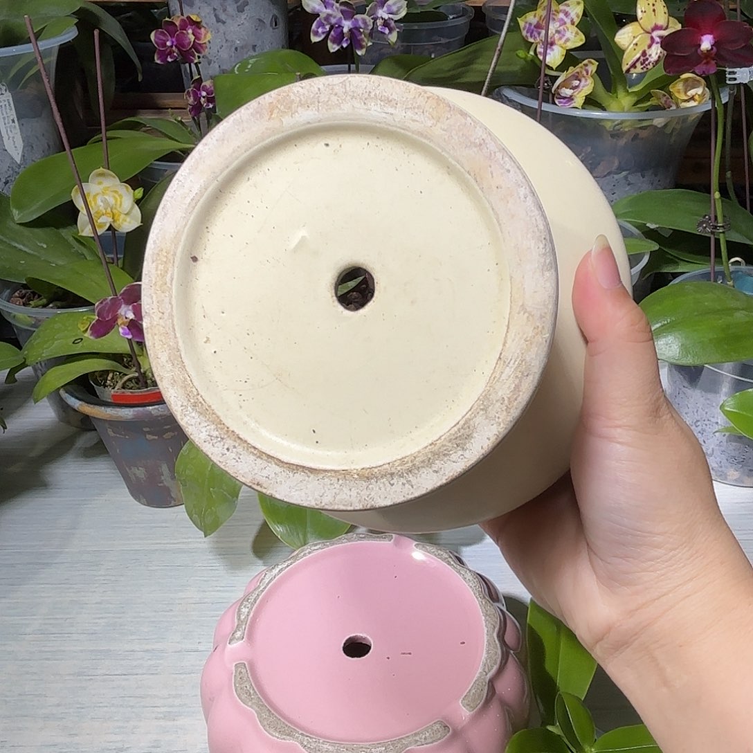 朱***当前无花栽培后可以开花保温