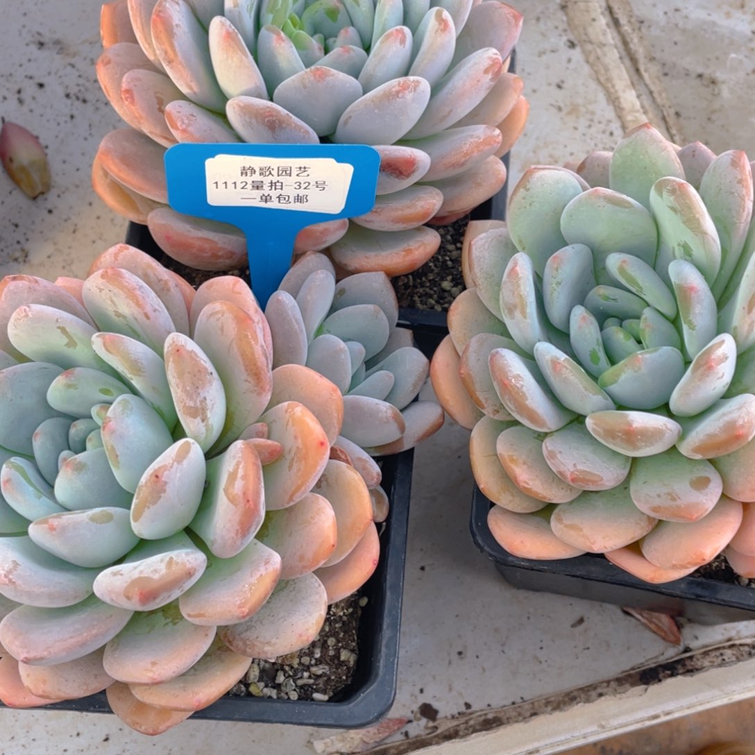 1112-32-香橙捡漏双十一一颗