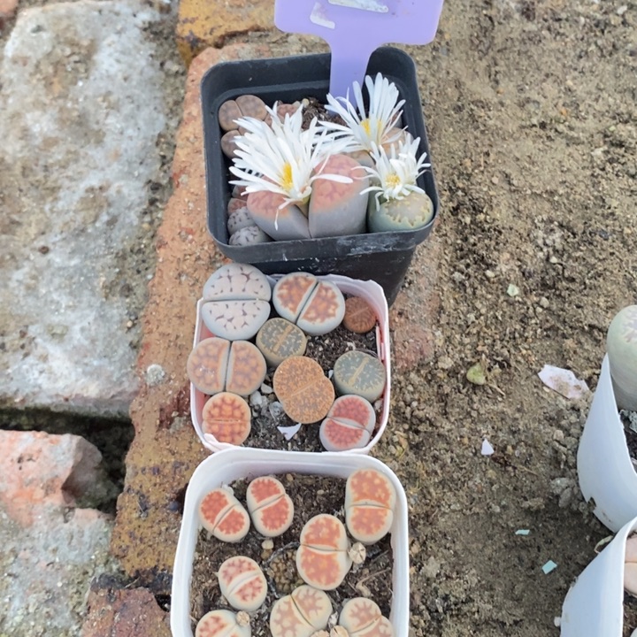 今***八生石花等植物的生长757