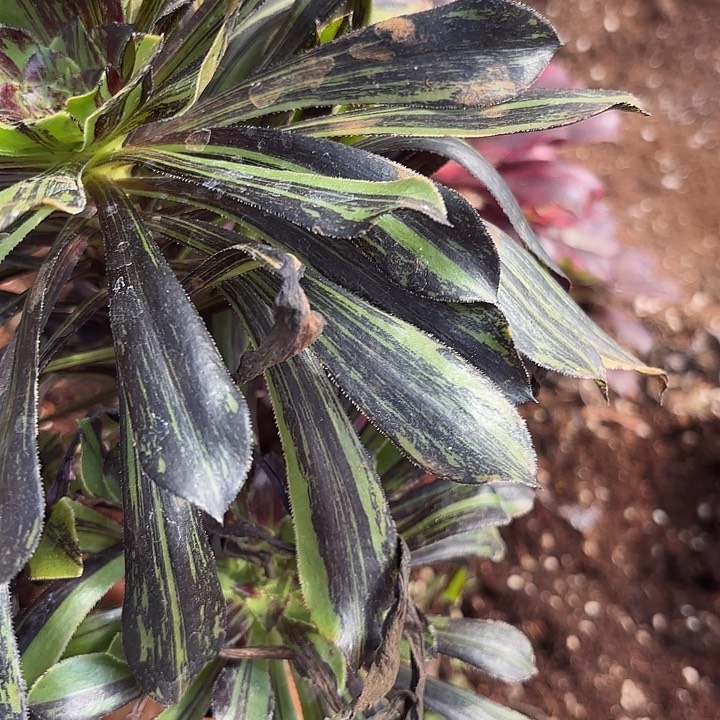 多肉植物福利110