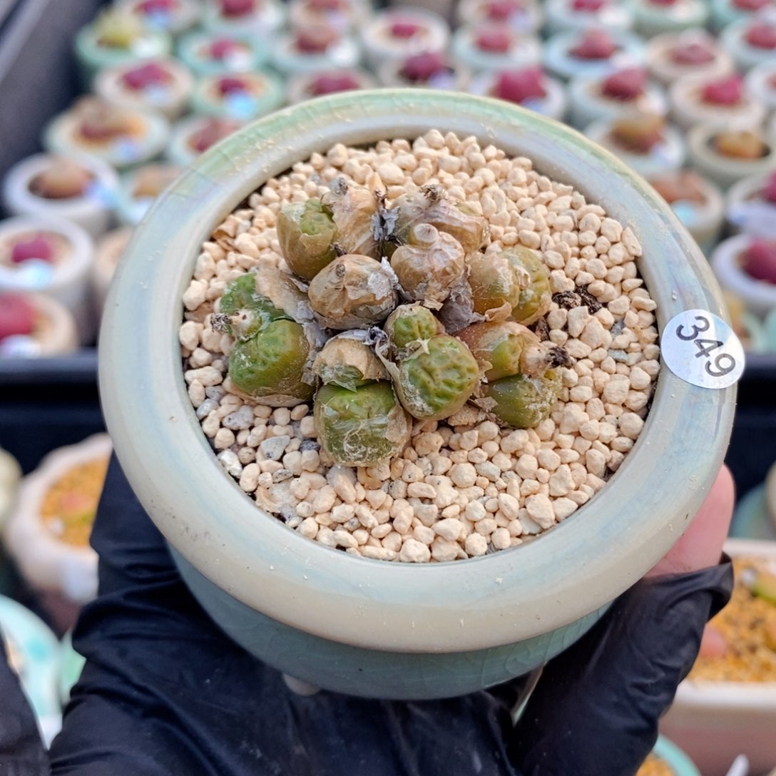 5768--一物一拍 带盆 方烧群生