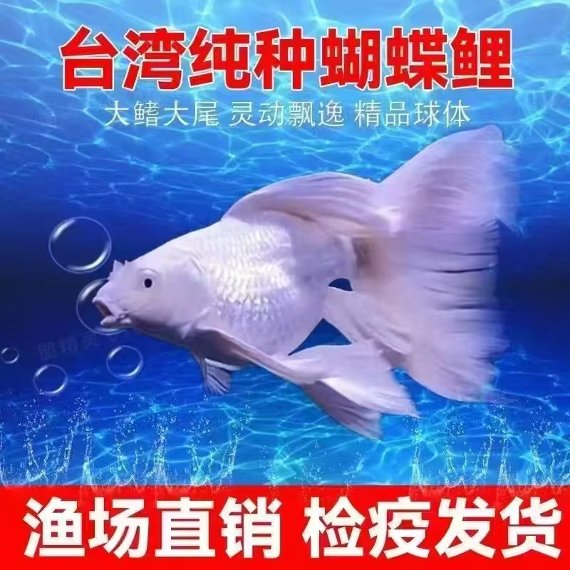 正宗台湾蝴蝶鲤白色短球体大鳍大尾好养耐活