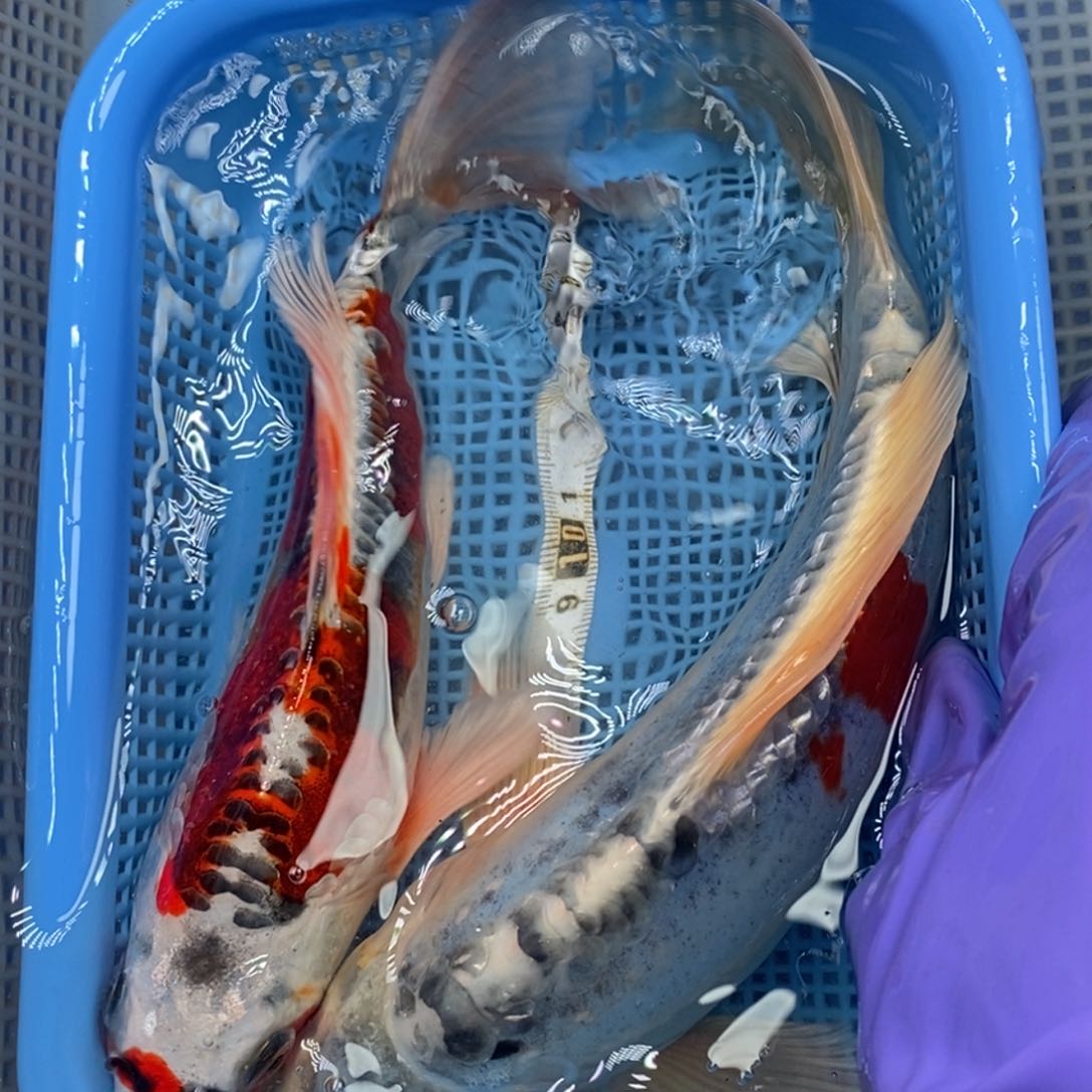 锦鲤冷水锦鲤包邮