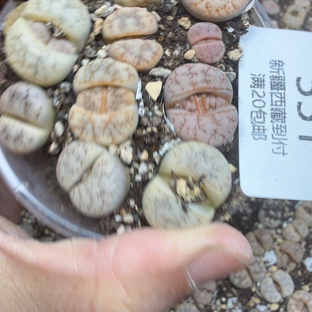 哈哈笑不出话就551不