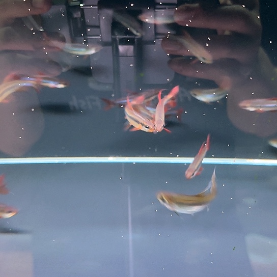 樱桃火焰刚果6-7发色的