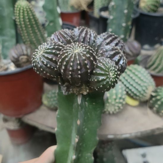 小***猪仙人球丽花娜米娜母本群10个芽