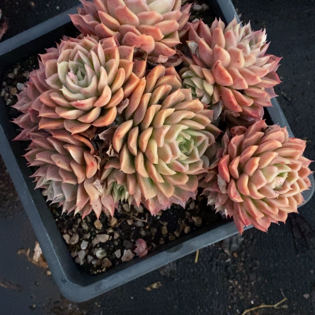 7495杂交多肉老桩