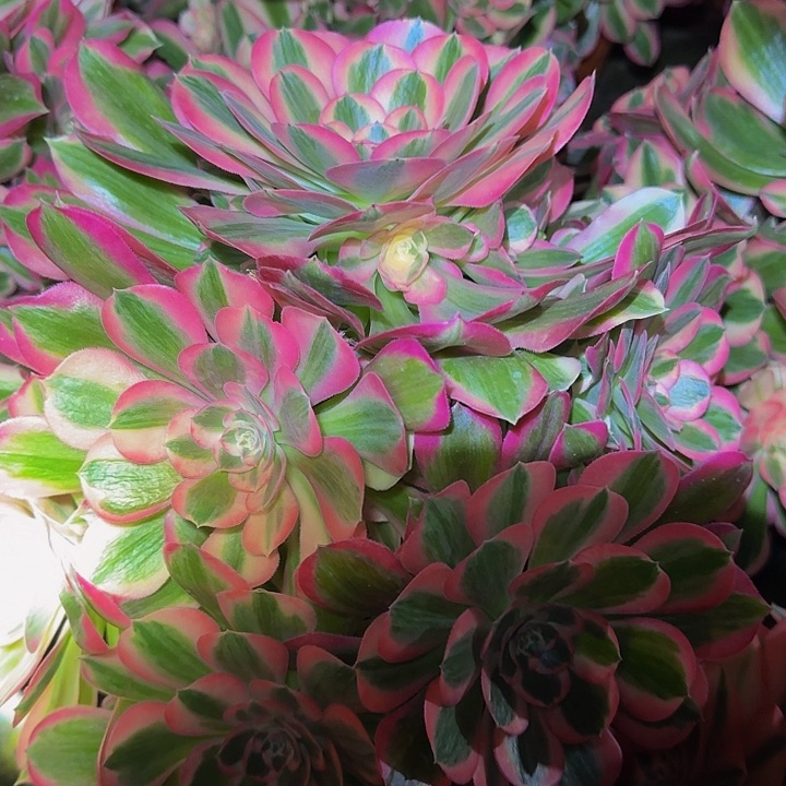 精品粉女郎巨无霸特价福利60