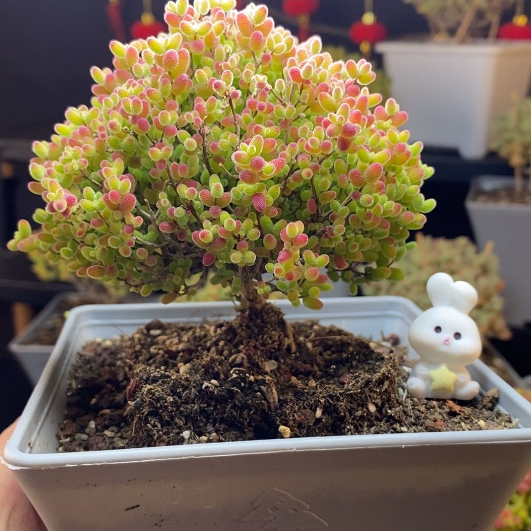 40号蜜橘糖球枝干多肉