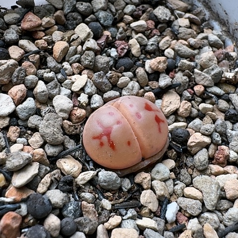 3269，神迪也叫惜春母本带盆