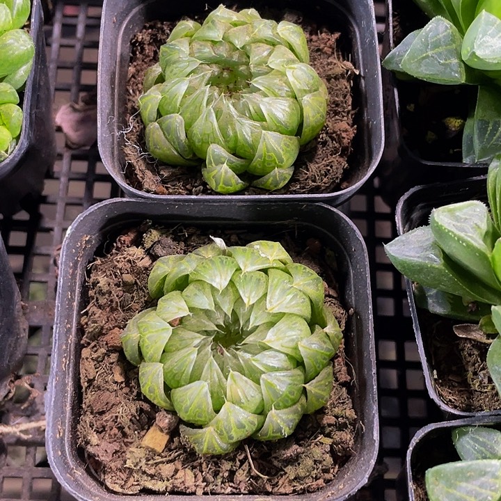 蝉翼3.8带盆土发货