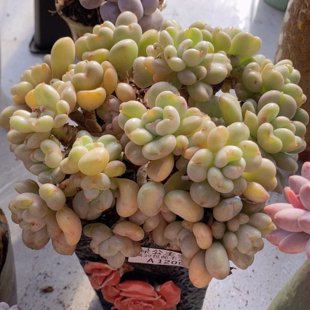 比尔盖茨17cm1209多肉植物
