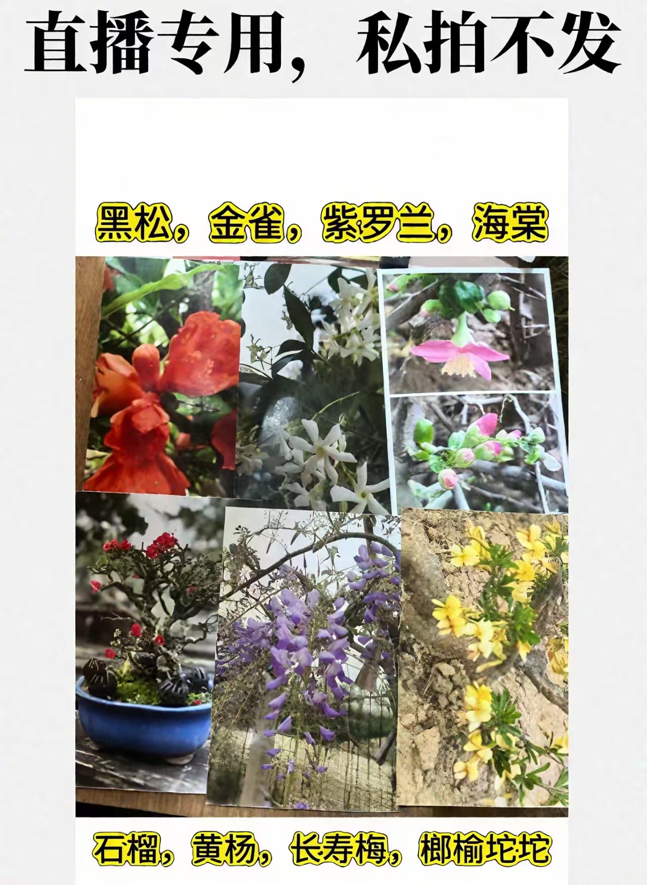 金雀盆景  盆栽地栽