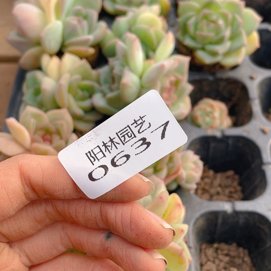 ，***n多肉植物多肉植物637