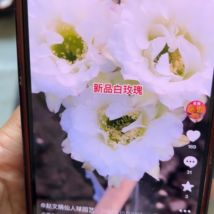 仙人球侧芽歪白玫瑰