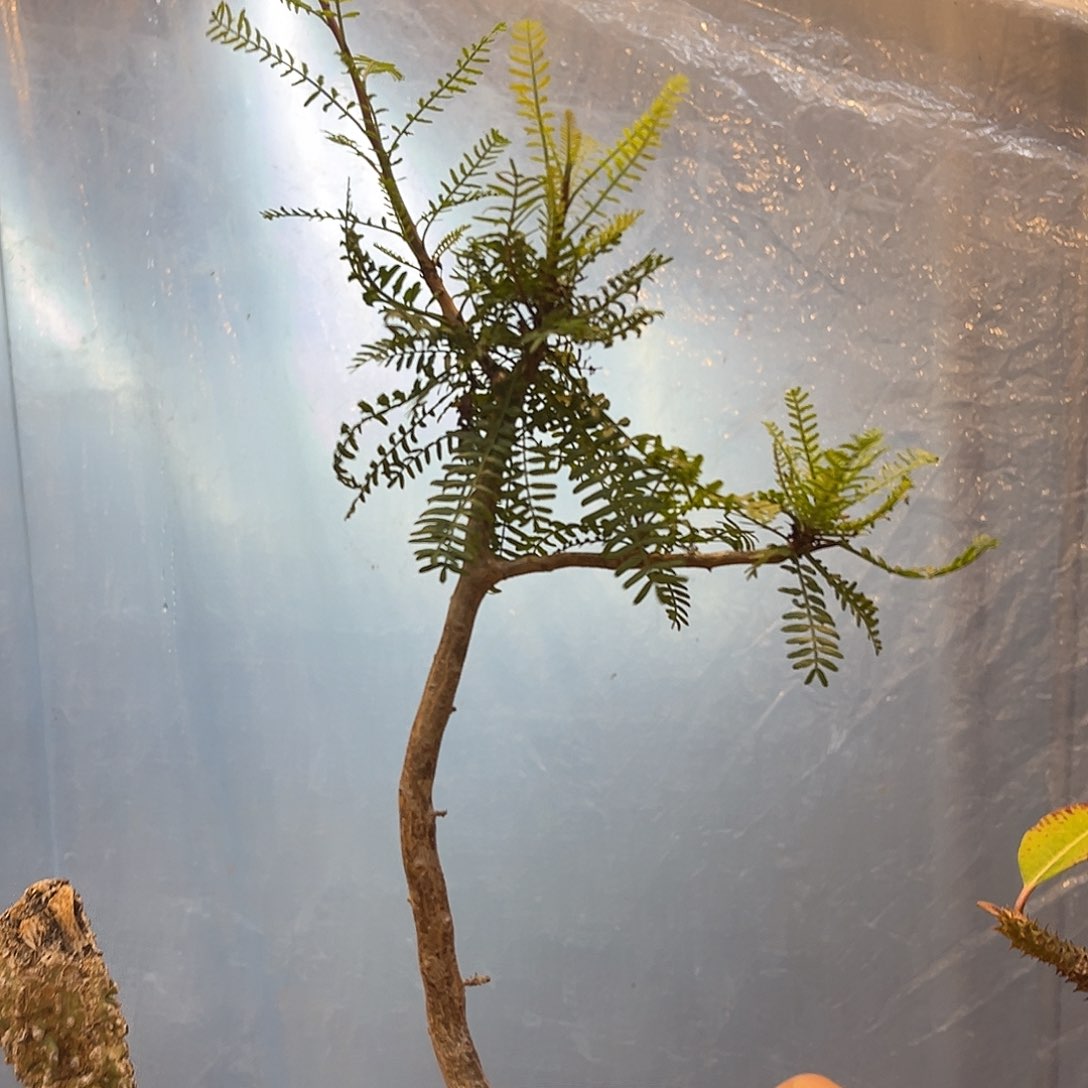 潮流植物 优选 羽叶裂榄