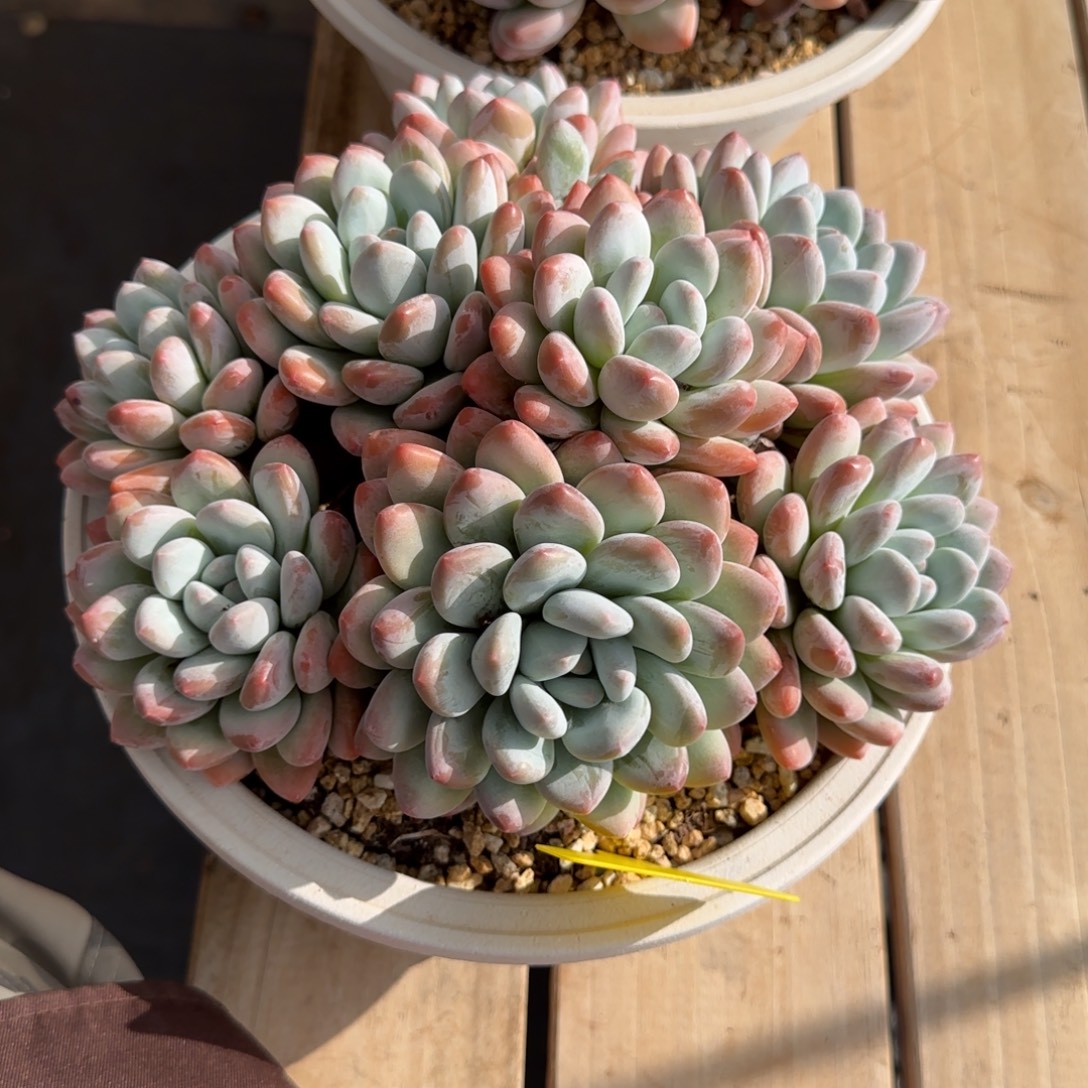 香水多肉植物多肉